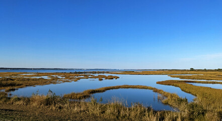 Beautiful marshlands next the ocean full of life - Assateague, MD, USA