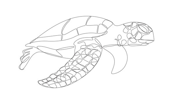 continuous line drawing sea turtle, The long lines are sea turtle shapes.