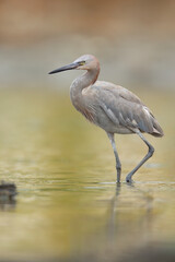 Reddish_Egret