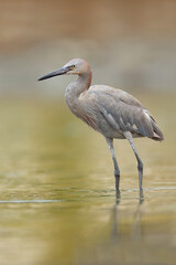 Reddish_Egret