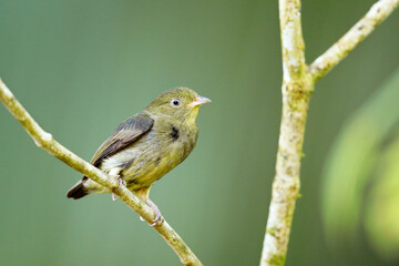  Red-capped Manakin