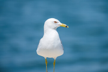 Close-up of a ring-billed gull