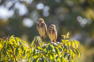 Burning Owl (Athene cunicularia or Speotyto cunicularia) in selective focus. Known as the 