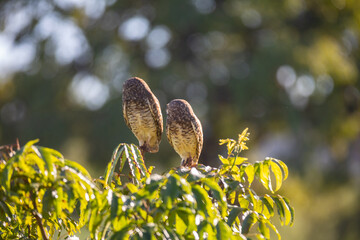 Burning Owl (Athene cunicularia or Speotyto cunicularia) in selective focus. Known as the 