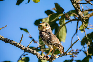 Burning Owl (Athene cunicularia or Speotyto cunicularia) in selective focus. Known as the 