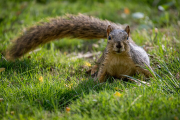 Obraz premium Close-up of a fox squirrel 