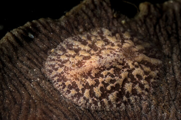 Doris Nudibranch or Thordisa species