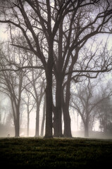 Fototapeta na wymiar Trees in Fog