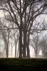 Trees in Fog