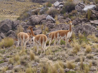 Guanaco los andes