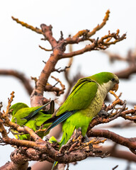 Monk parakeet in Ponce, Puerto Rico