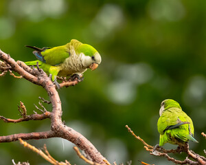 Monk parakeet in Ponce, Puerto Rico
