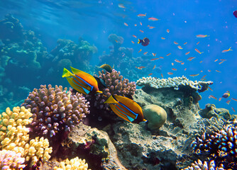 coral reef and fish