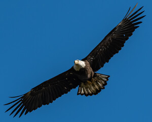 Bald Eagle, Washington State