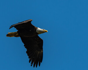 Bald Eagle, Washington State