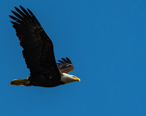Bald Eagle, Washington State
