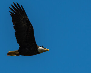 Bald Eagle, Washington State