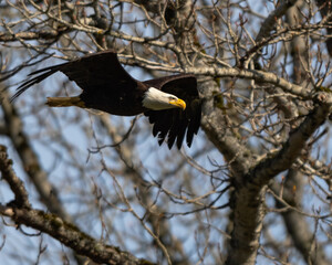 Bald Eagle, Wildlife Refuge 