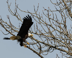 Bald Eagle, Wildlife Refuge 