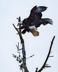 Bald Eagle landing on tree branch
