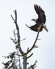 Bald Eagle landing on tree branch
