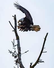 Bald Eagle landing on tree branch