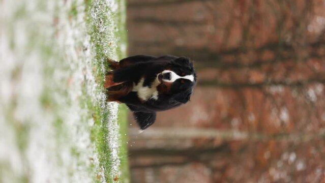 Bernese Mountain Dog runs through the forest on icy grass in autumn. Vertical video