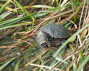 Red-bellied slider turtle sunning