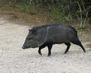 Javelina walking on trail