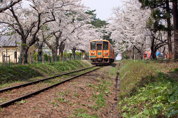 春の津軽鉄道と桜