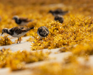 Ruddy Turnstone feeding on the Sargassum in Puerto Rico
