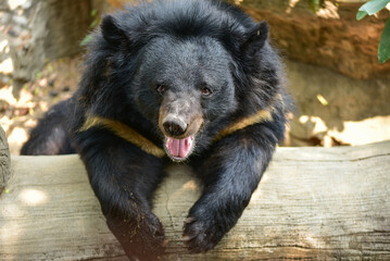 cute black bear in the zoo cute wildlife concept