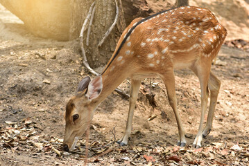 Naklejka na ściany i meble Female deer eating grass Cute wildlife concept. Brown deer. For design and background.