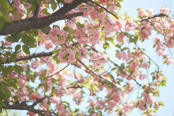 八重咲きのサクラ