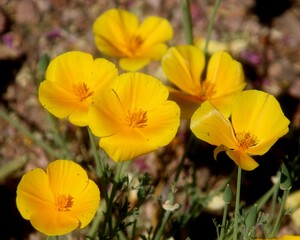 California Poppies in the Spring