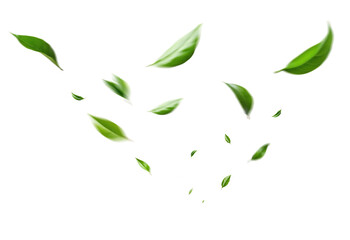 Flying green leaves on white background. Fresh spring foliage. Environment and ecology backdrop