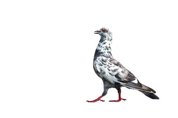 Beautiful Pigeon standing isolated on transparent background png file