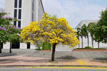 Silver Trumpet Tree (Tabebuia chrysotricha, Tabebuia argentea Britton, Paraguayan silver trumpet tree,Tabebuia aurea) beautiful flowers in front of
luxury building background in Thailand. 