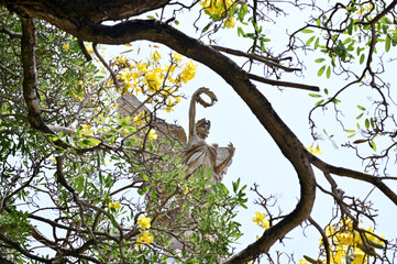 SAMUTPRAKAN, THAILAND - May 11, 2023 : Statue of The Golden Angel Independence Monument view through the branch at Assumption University, Suvarnabhumi Campus, Thailand.
