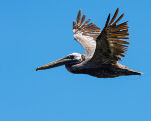 Pelican flying in Puerto Rico