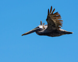Pelican flying in Puerto Rico