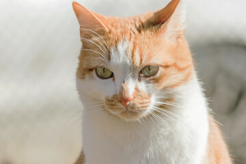 Portrait of a beloved domestic red-white cat close-up.