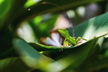 Green gecko on a leaf in Sri Lanka