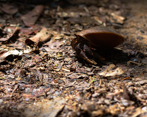 Crab in the mangrove near a beach in Puerto Rico