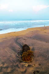 Sri Lanka beach with a trunk of a coconut palm lying down