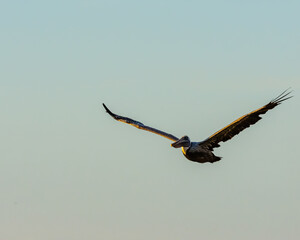 Pelican flying at sunrise in Puerto Rico