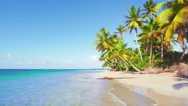 Maldivian palm beach and sea on a beautiful sunny day. Sea waves on the sand. Palm paradise on the sandy coast. Natural landscape of the Indian Ocean. Travel to a tropical island.