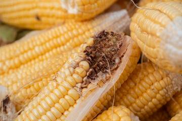 selective focus on damaged corn eaten by caterpillars. soft focus