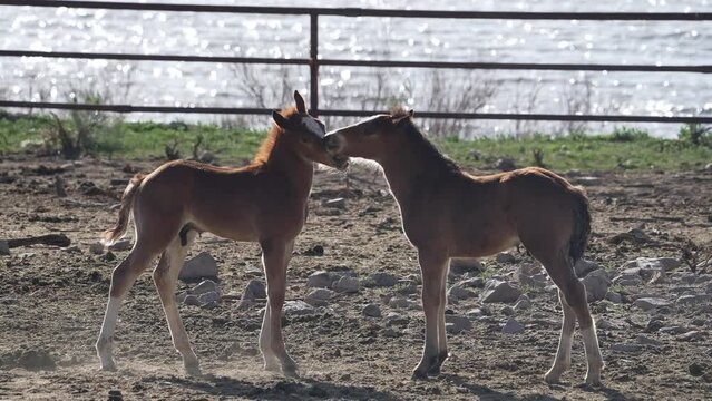 Two young ponies playing with each other as they socialize.