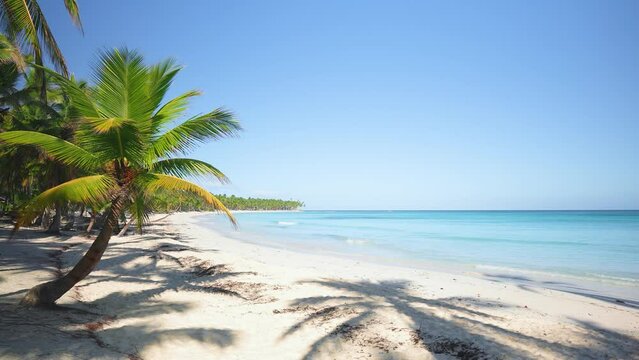 Hawaiian island palm beach. Summer holidays on a paradise tropical sea coast. Coconut palms stand on a beautiful white sand beach by the clear blue calm sea on a sunny day. Cruise.